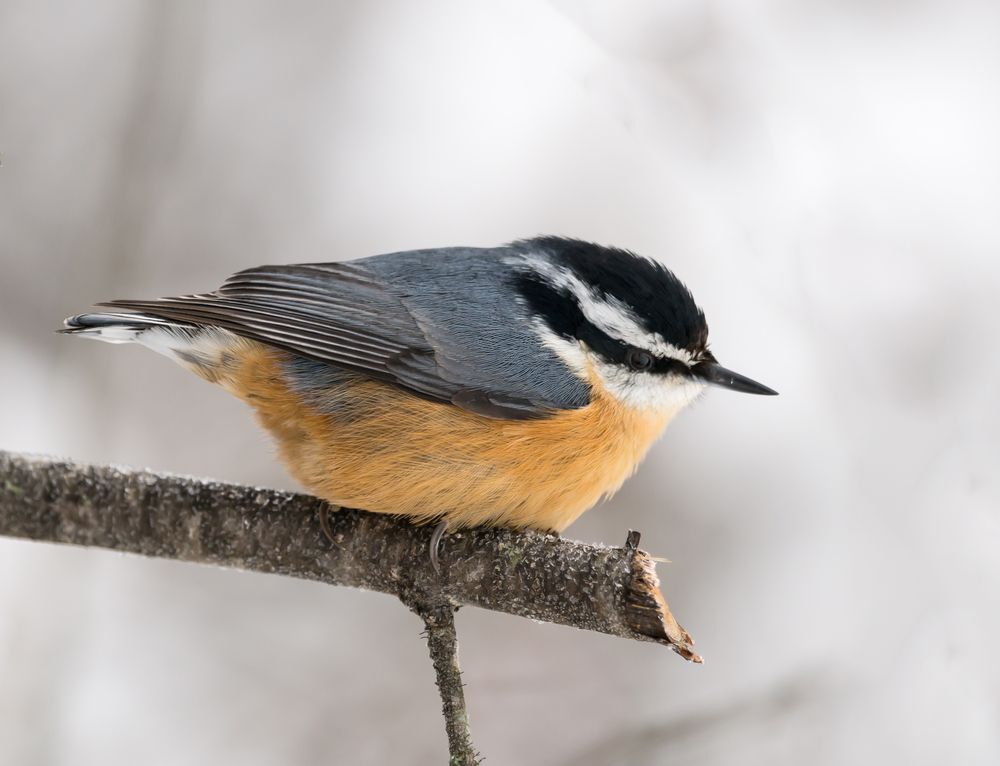 A red-breasted nuthatch perched on a branch in winter