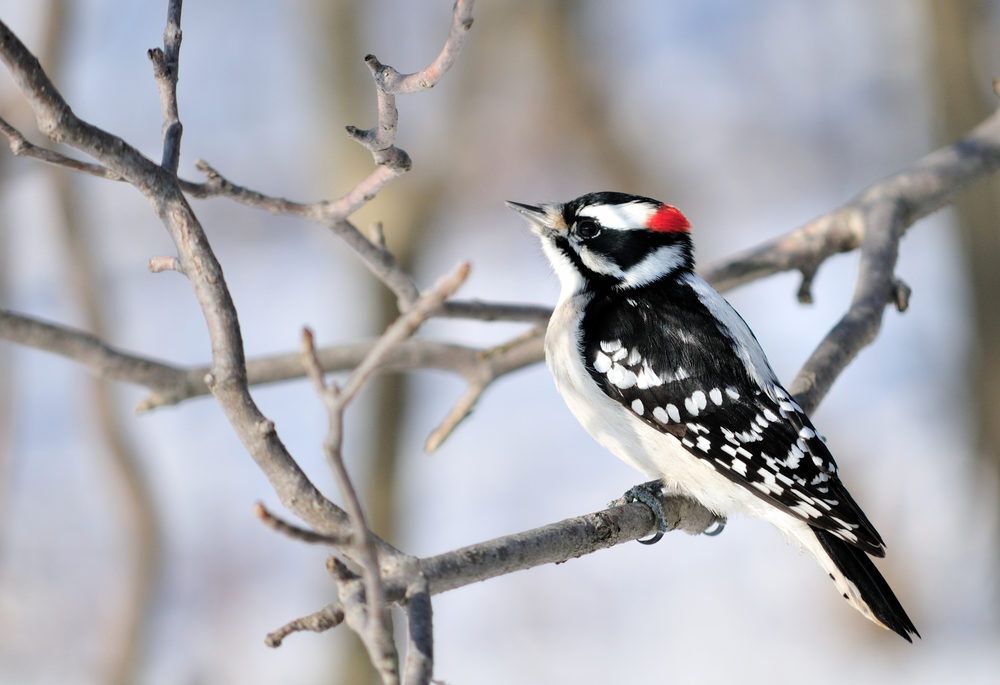 A male downy woodpecker perched on a thin branch