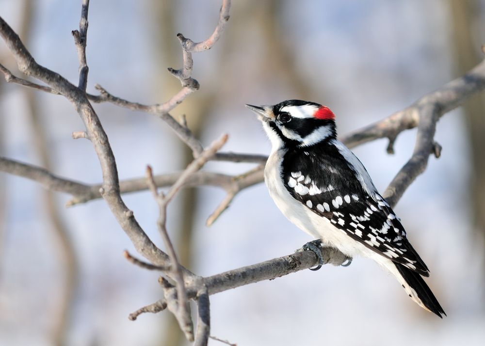 A male downy woodpecker perched on a thin branch