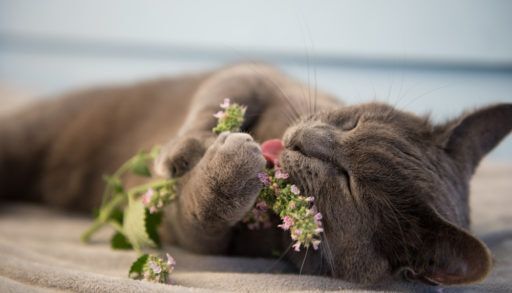 A grey cat enjoying fresh catnip, a possible bug repellent