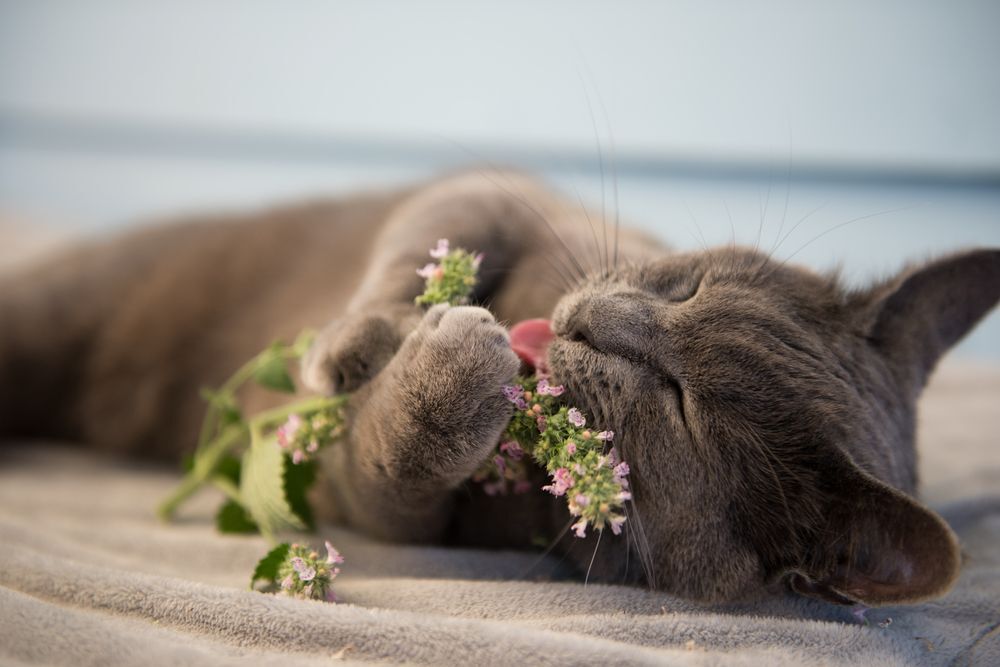 A grey cat enjoying fresh catnip, a possible bug repellent