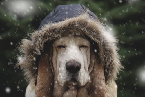 Dog in cold snow