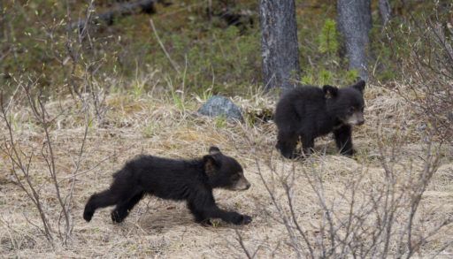 Black Bear Cubs