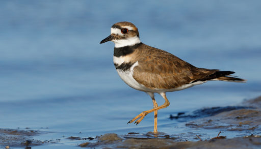 An adult killdeer wading into the water