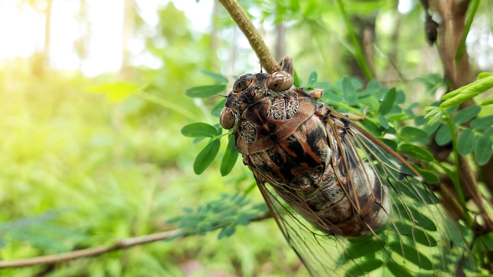 Cicada insect,Cicada Macro,Cicada sits on a branch in natural habitat.