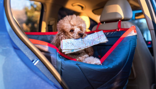 Dog traveling in a car seat the front seat of a car. Dog with a map.