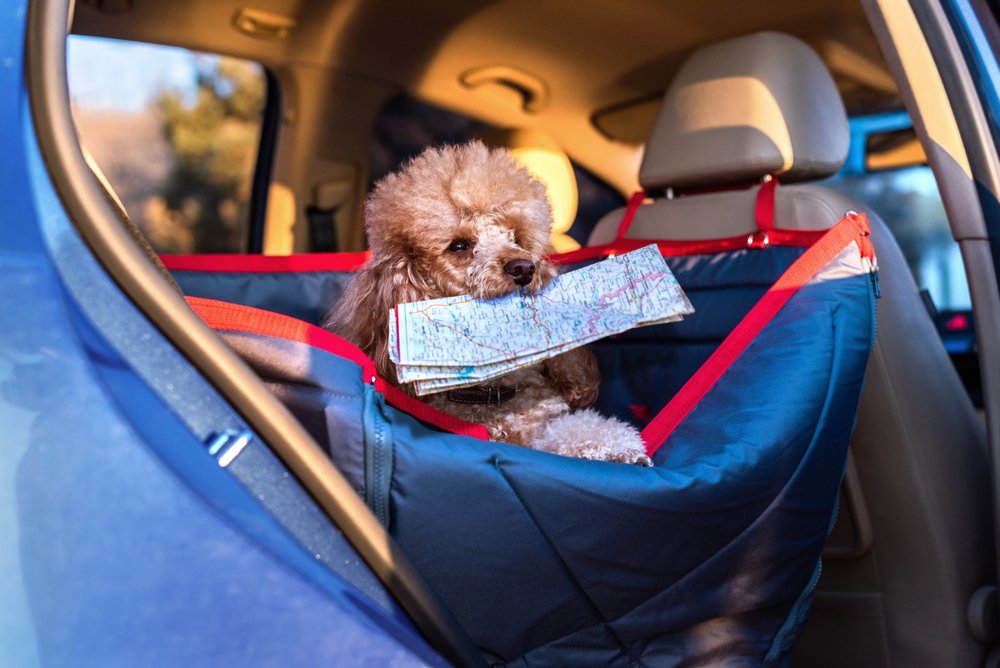 Dog traveling in a car seat the front seat of a car. Dog with a map.