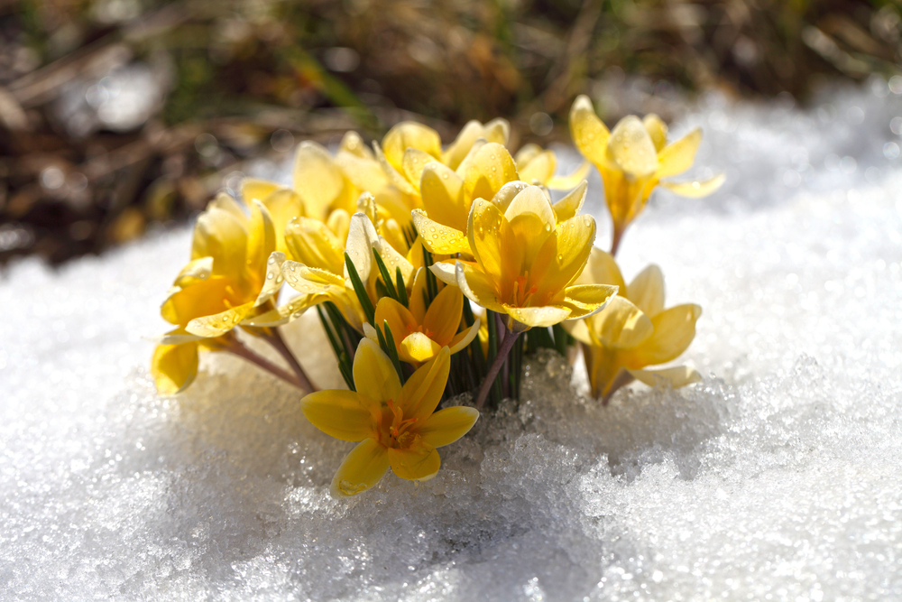 Spring flowers grow under the snow, a beautiful composition for Easter cards. Yellow crocuses in the sun rose after winter, beautiful primroses bloom on April day.