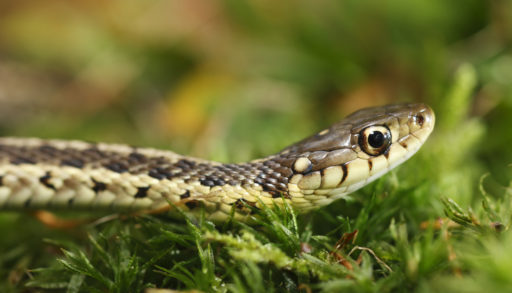 A head shot of a garter snake in the grass