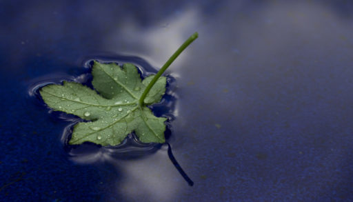 A green leaf floating in the lake