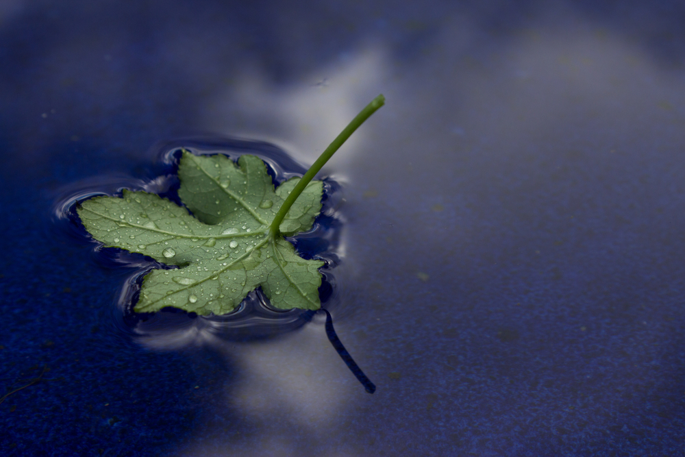A green leaf floating in the lake