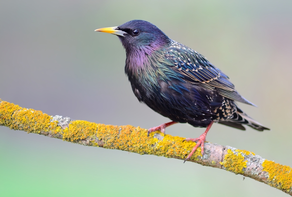 A European starling on a lichen-covered branch