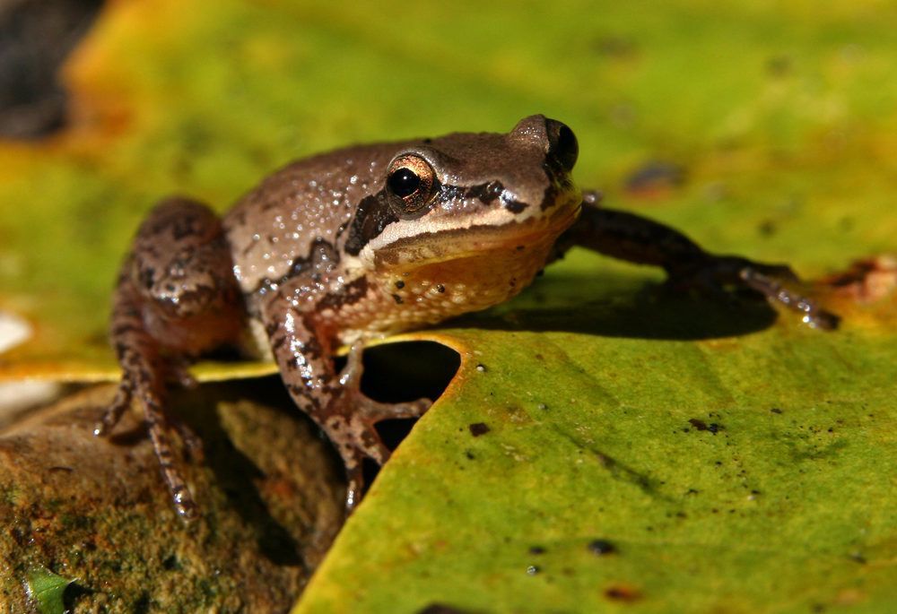 A chorus frog on a green leaf