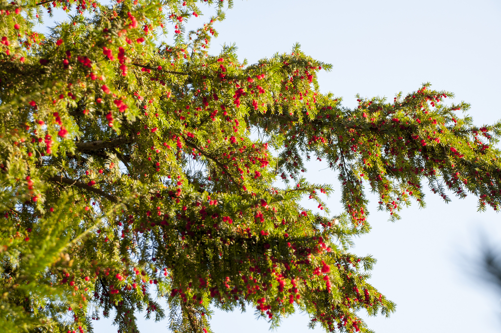 Yew tree branches with red berries