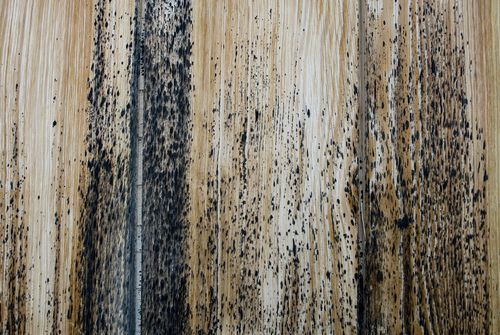 Background: light wood board with some mold spots (caused by weather and humidity) of an ancient high mountain hut in switzerland, alps, switzerland