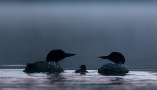 Common Loon family (Gavia immer) swimming in the blue hour of the morning on Wilson Lake, Que, Canada
