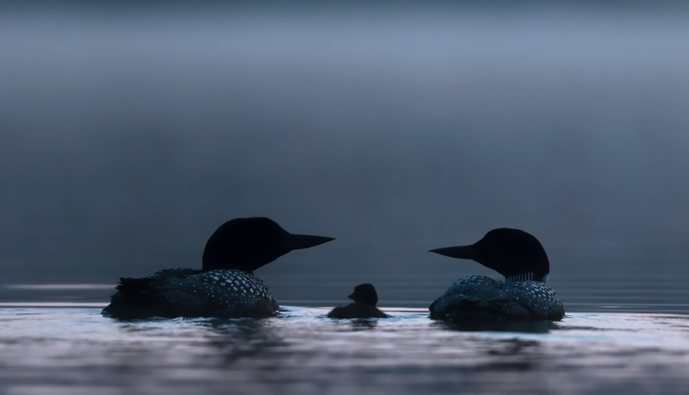 Common Loon family (Gavia immer) swimming in the blue hour of the morning on Wilson Lake, Que, Canada
