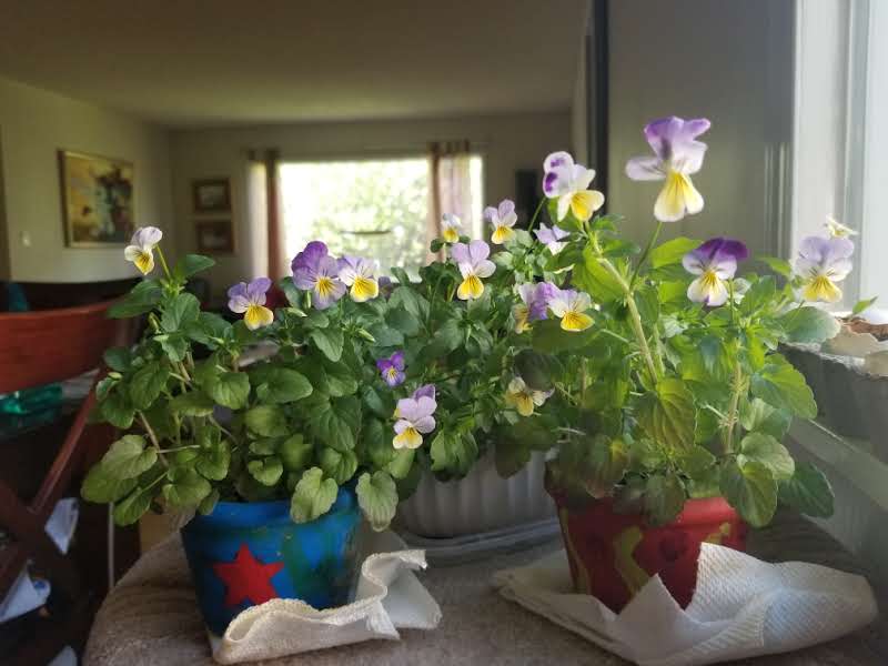 flowers in pots