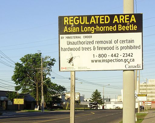 government of canada sign prohibiting the removal of hardwood trees due to threat of the asian-longhorned beetle, firewood