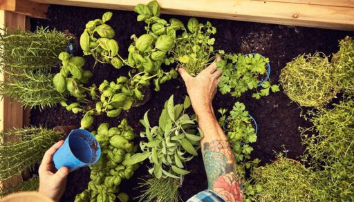 Man plants herbs in garden planter