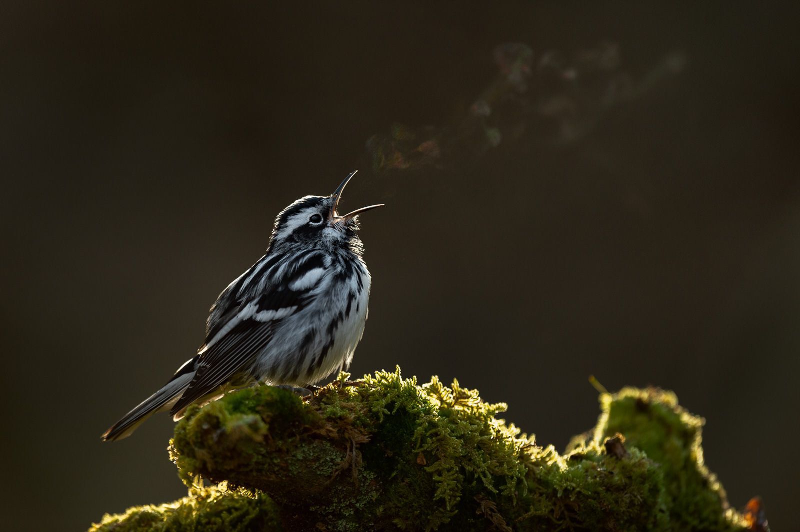Black-and-white warbler