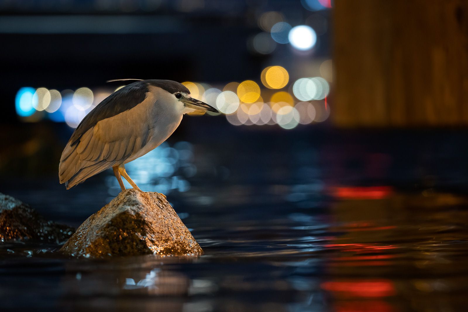 Black-crowned night heron