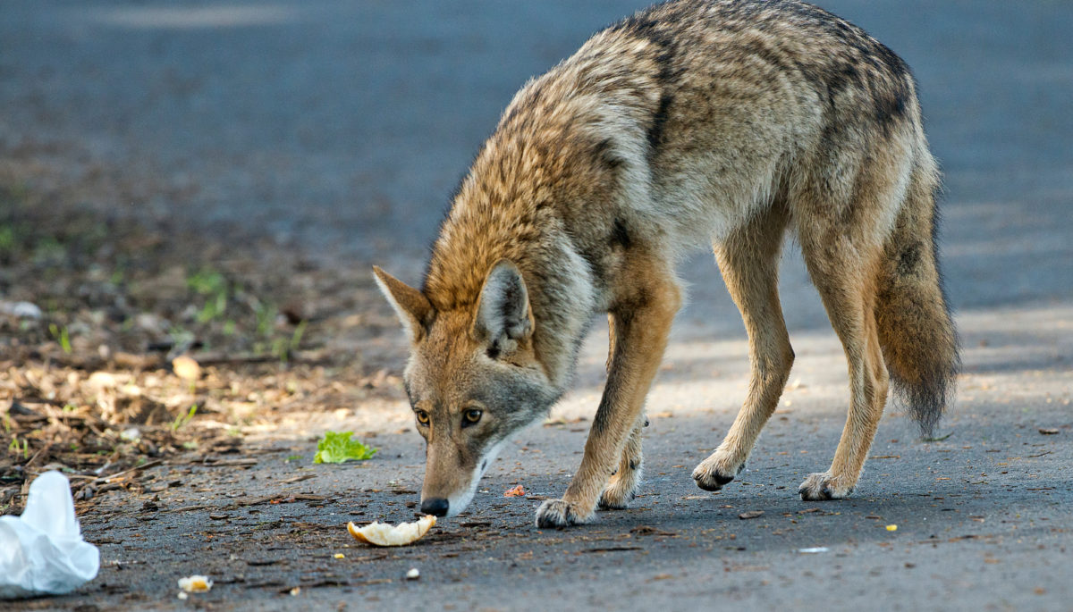 Coyote