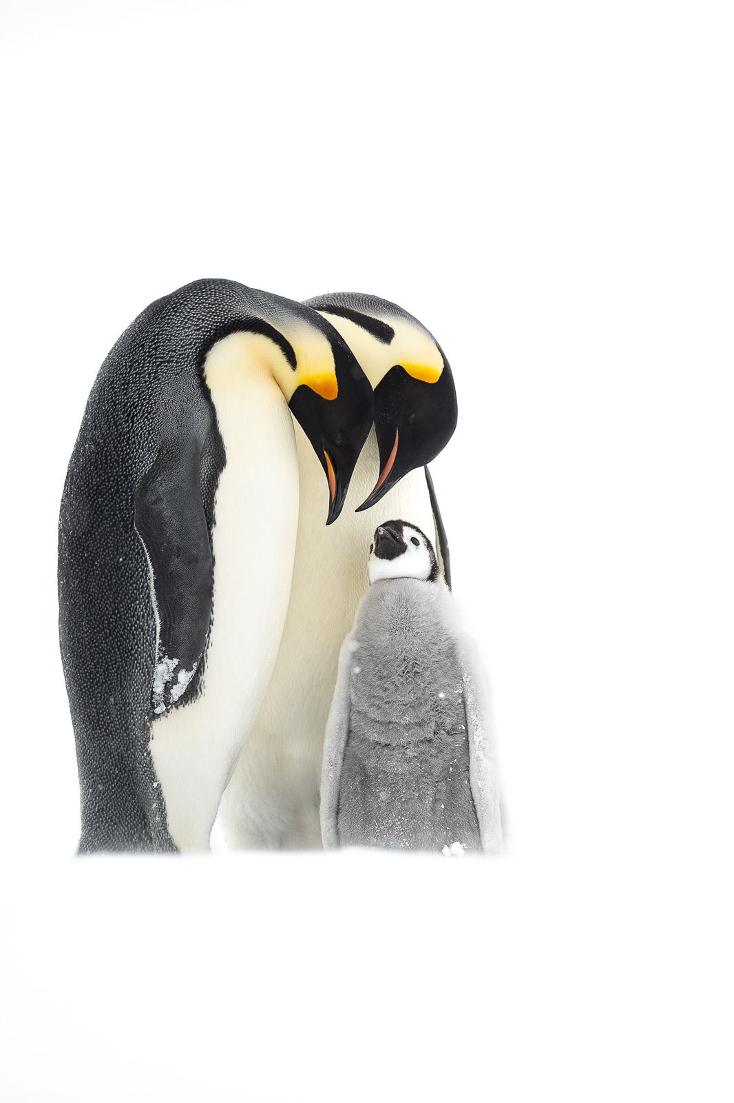 Emperor penguin