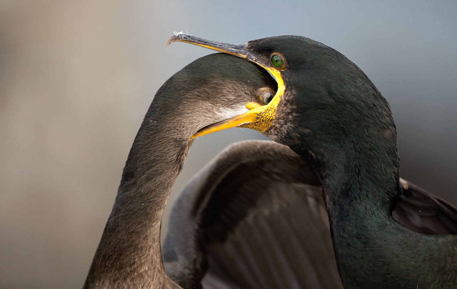 European Shag
