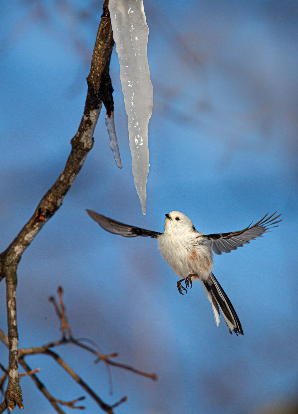 Long-tailed tit