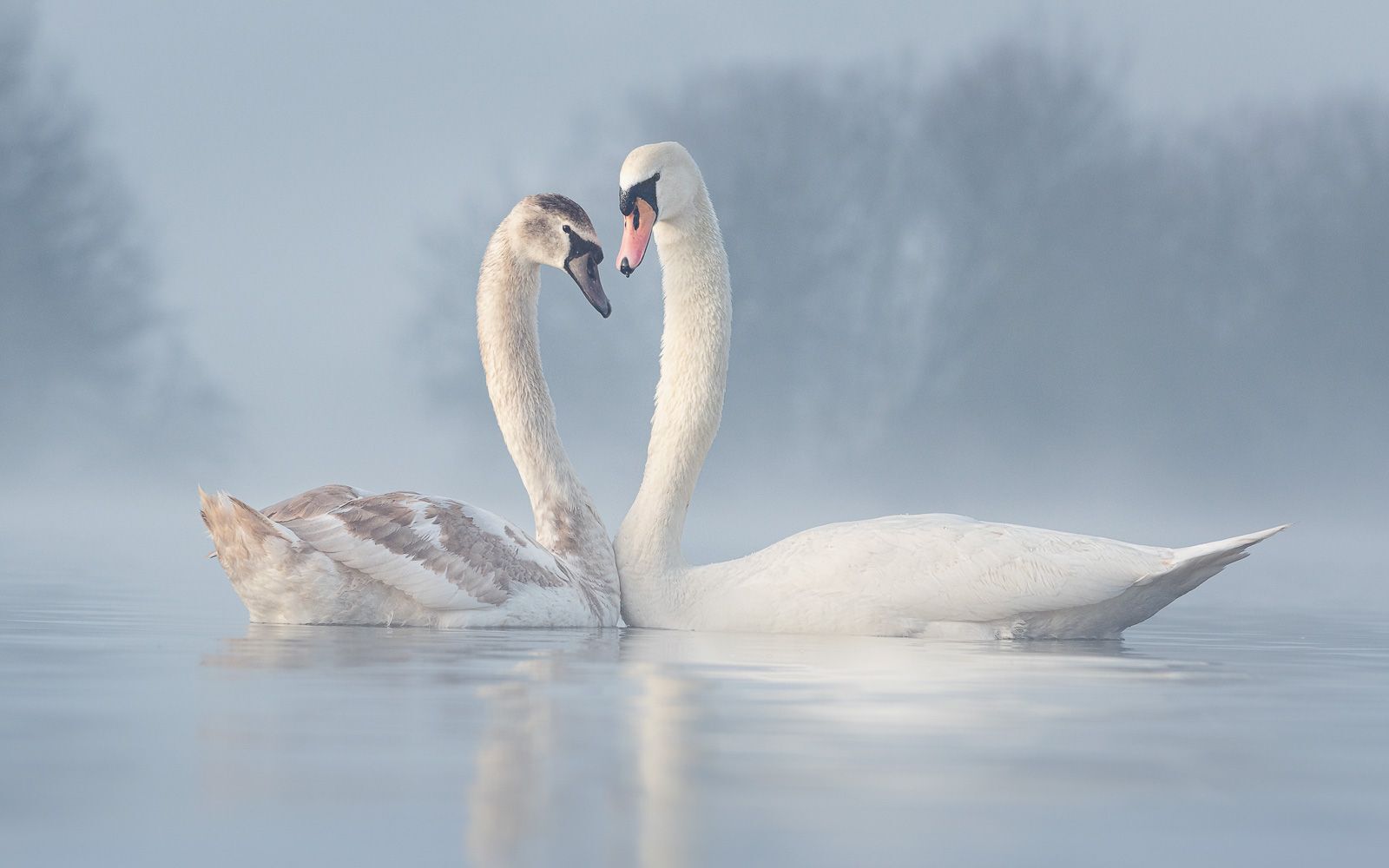 Mute swan