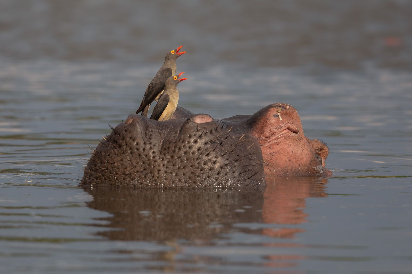 Red-billed oxpecker