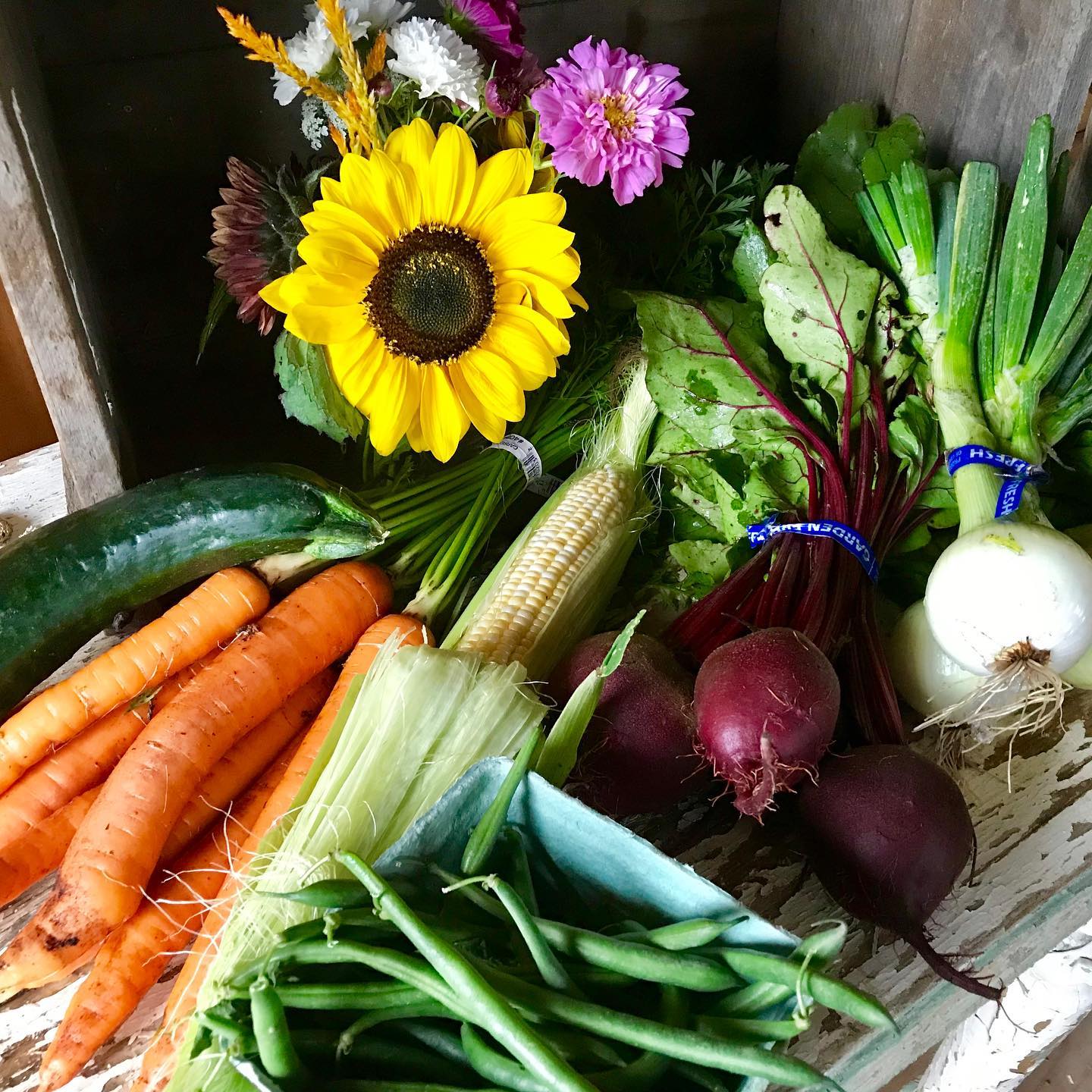 flowers, carrots, corn, zucchini, beans, and radishes in a bunch