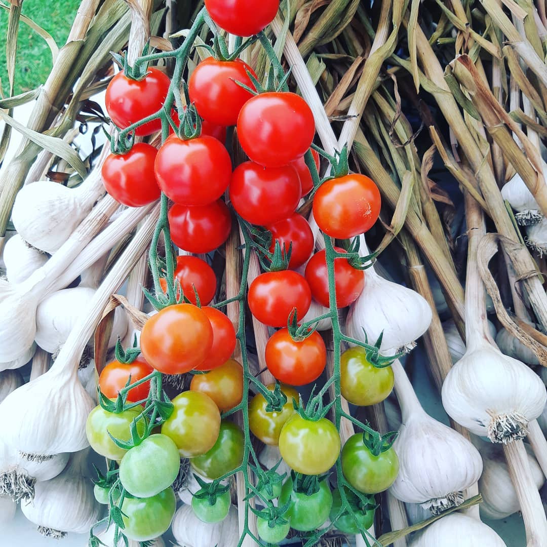 Fresh tomatoes on the vine and fresh garlic