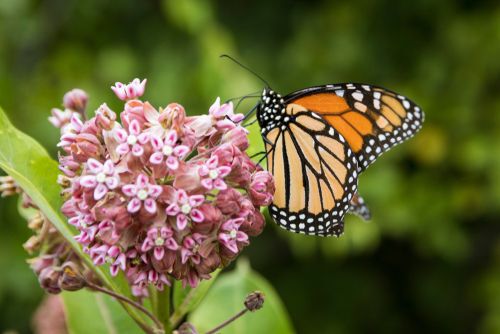 Monarch butterfly feeding on milkweed in Shenandoah National Park, native plants