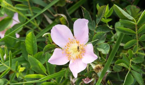 A bee sits on a single pink wild Carolina Rose, Rosa carolina, on a leafy green background. Five pale pink petals with a yellow center. Concepts of native plants, wild flowers, pollinators.