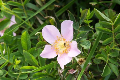 A bee sits on a single pink wild Carolina Rose, Rosa carolina, on a leafy green background. Five pale pink petals with a yellow center. Concepts of native plants, wild flowers, pollinators.
