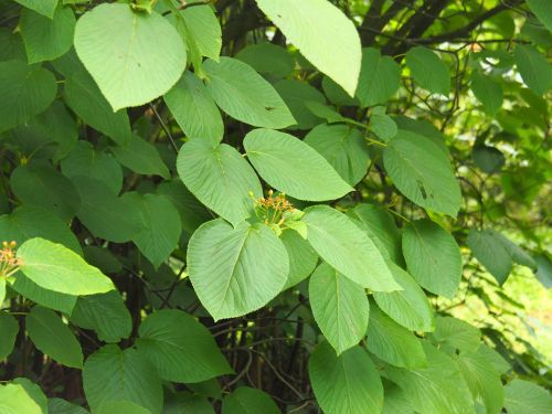 Viburnum lantanoides - hobble-bush, witch-hobble, alder-leaved viburnum. native plants