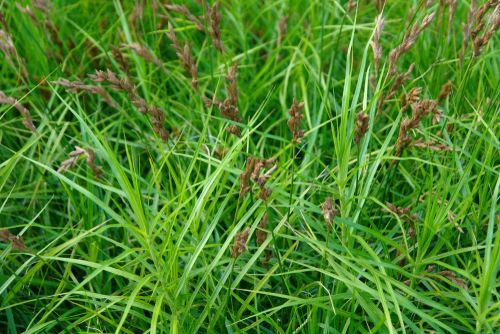 Spikes and foliage of Carex muskingumensis Schk. variety 'Gold Fountain' (Muskingum sedge), native plants