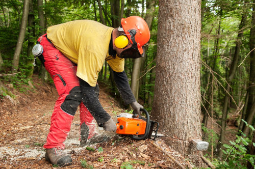 Forestry worker with protective gear making a cut to spruce tree using a chainsaw. Forestry, gardening, environment, workers and protective gear concepts, firewood