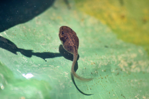 Tadpole in pond