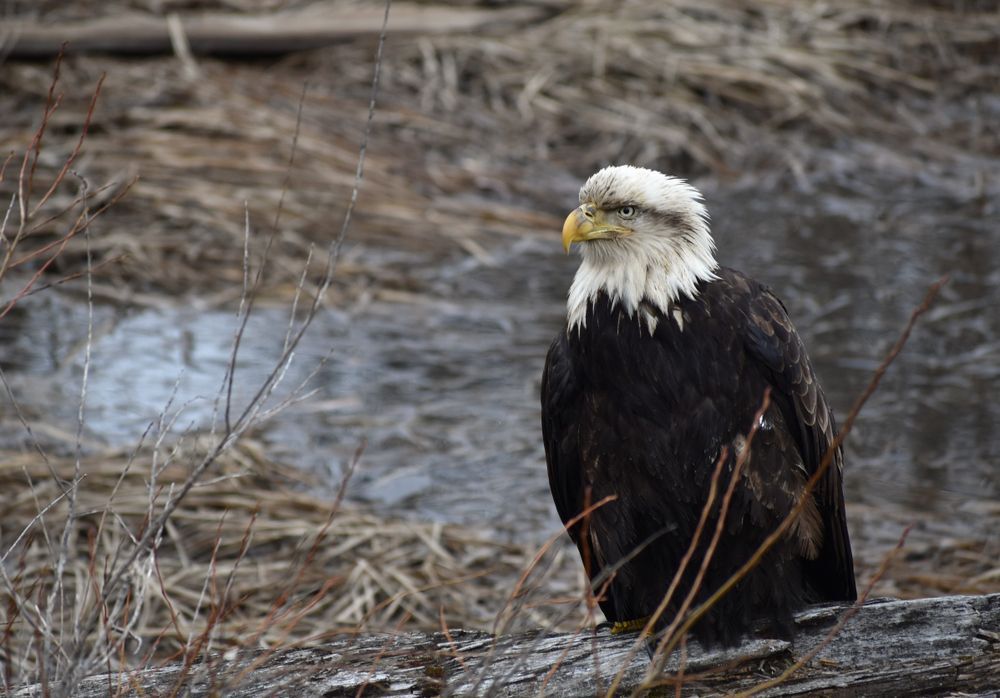 sick-eagle-perched-in-swampy-lake