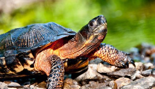 An adult wood turtle resting on rocky ground