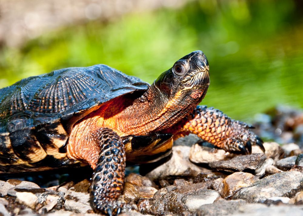 An adult wood turtle resting on rocky ground