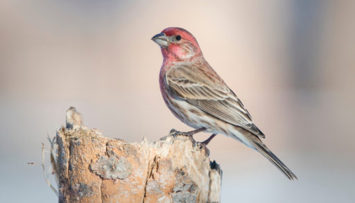 A house finch perched on a stump against a muted background