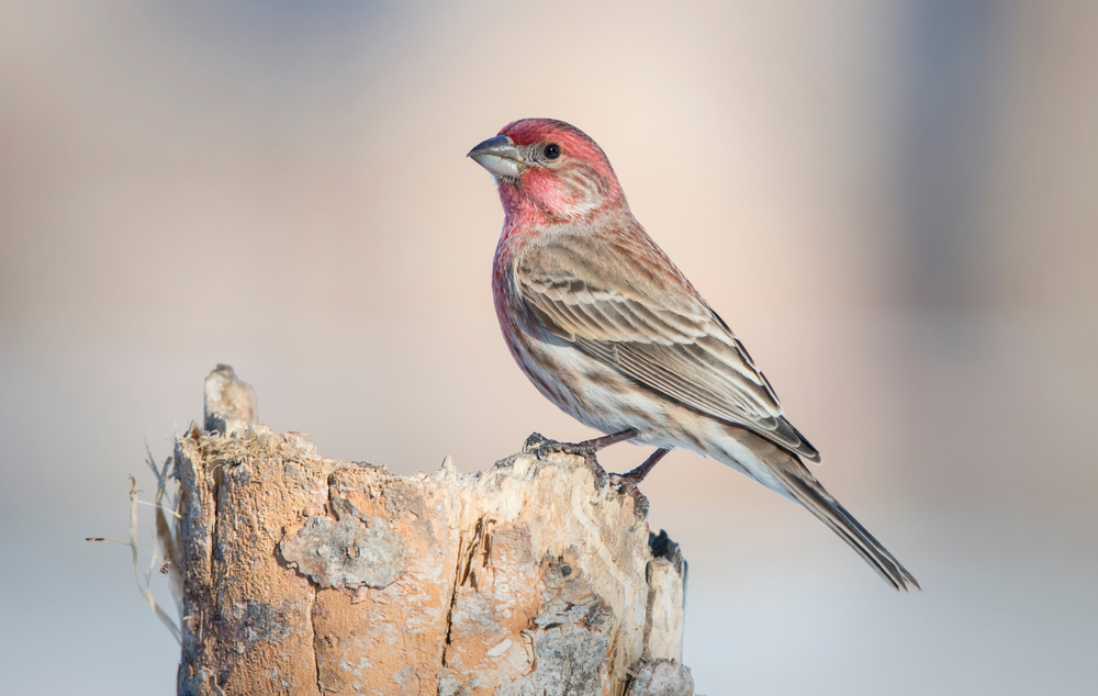 A house finch perched on a stump against a muted background