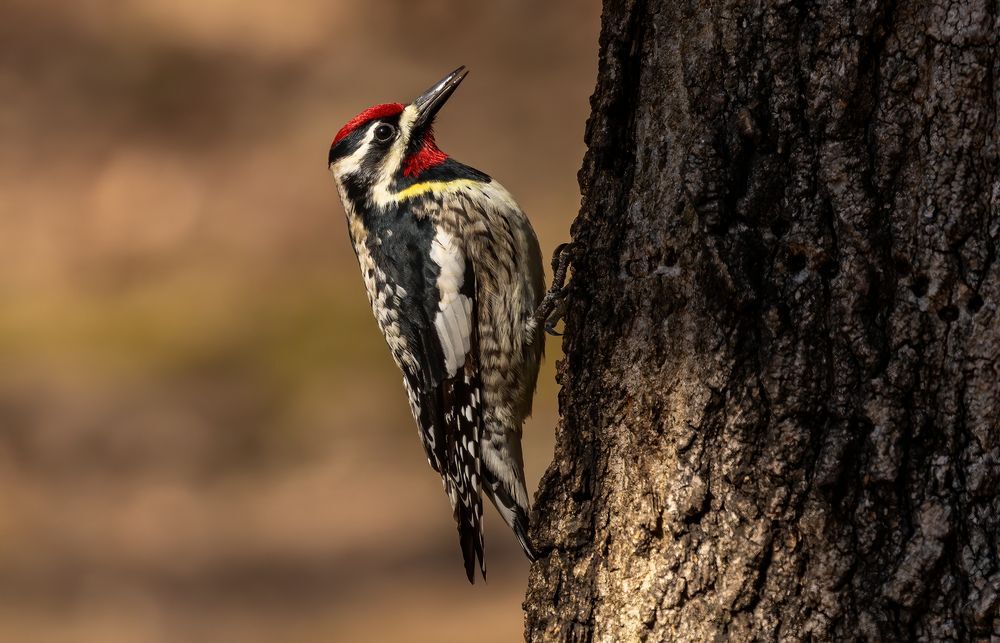 A yellow-bellied sapsucker perched on a tree