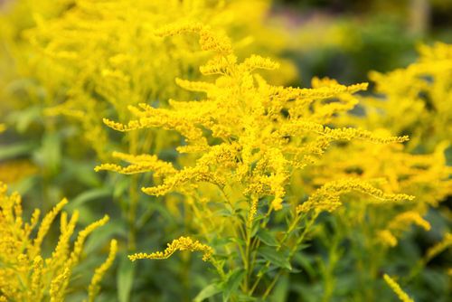 Yellow Goldenrod Flowers (Solidago canadensis), native plants