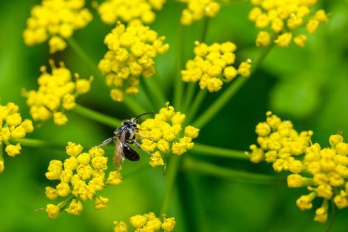 Golden Alexanders in bloom - zizia aurea, native plants