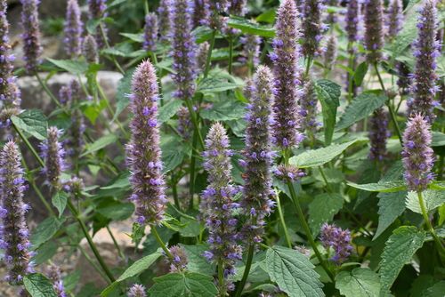 Anise hyssop - Agastache foeniculum, native plants